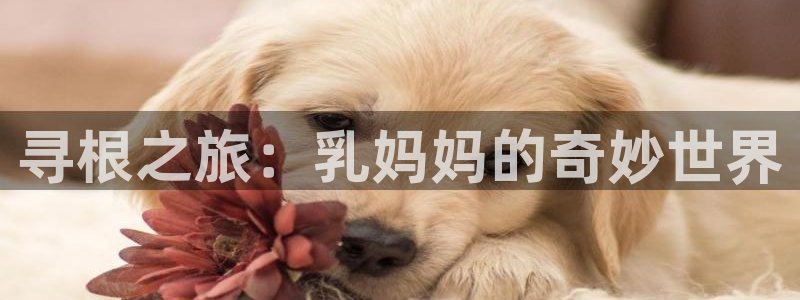 火狼动漫网免费入口在线观看